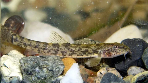 Stone loach — Michal Maňas / Wikimedia Commons / CC BY 3.0