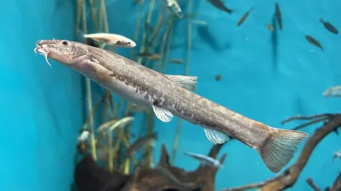 Stone loach — Totti / Wikimedia Commons / CC BY-SA 4.0