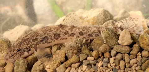 Stone loach — Holger Krisp / Wikimedia Commons / CC BY 4.0