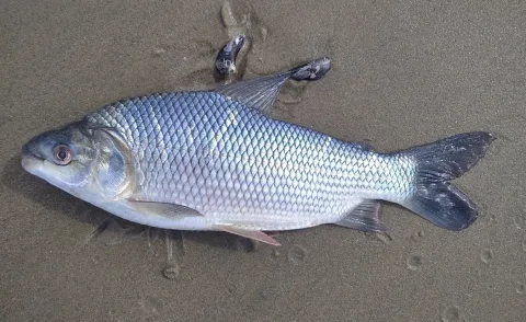 Streaked prochilod — dariocrosa / Wikimedia Commons / CC0