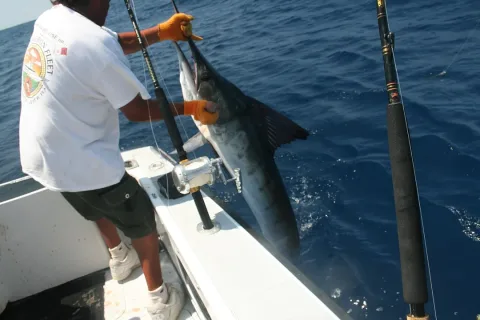 Striped marlin — Kate Crandell / Wikimedia Commons / CC BY 2.0