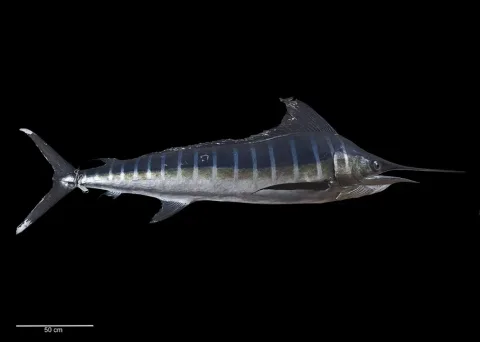 Striped marlin — Wikimedia Commons / CC BY 4.0