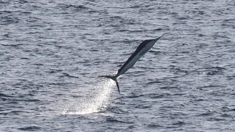 Striped marlin — stevestevens / Wikimedia Commons / CC0