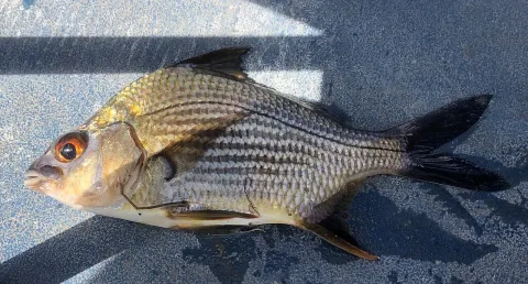Striped mojarra — Fredlyfish4 / Wikimedia Commons / CC BY-SA 4.0