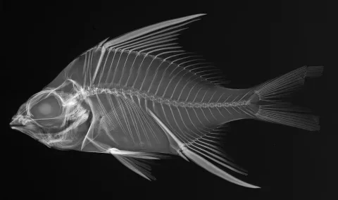 Striped mojarra — Sandra Raredon/Smithsonian Institution / Wikimedia Commons / Public domain