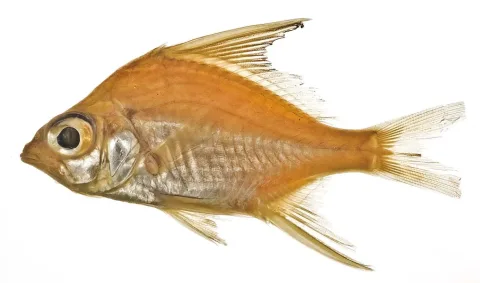 Striped mojarra — Sandra Raredon/Smithsonian Institution / Wikimedia Commons / Public domain