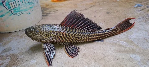 Suckermouth catfish — Motu purkait / Wikimedia Commons / CC BY-SA 3.0