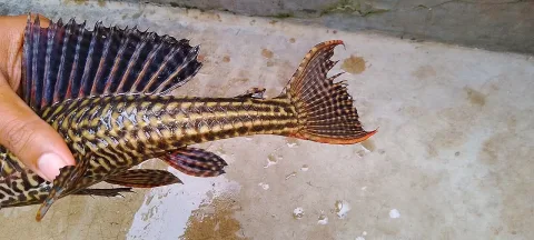 Suckermouth catfish — Motu purkait / Wikimedia Commons / CC BY-SA 3.0