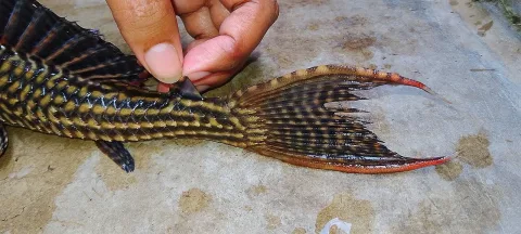 Suckermouth catfish — Motu purkait / Wikimedia Commons / CC BY-SA 3.0
