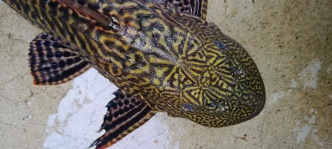 Suckermouth catfish — Motu purkait / Wikimedia Commons / CC BY-SA 3.0