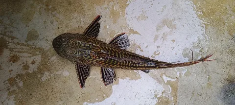 Suckermouth catfish — Motu purkait / Wikimedia Commons / CC BY-SA 3.0