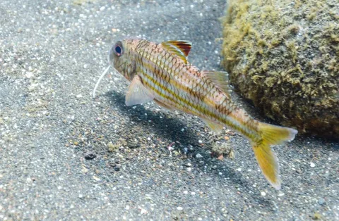 Surmullet — Diego Delso / Wikimedia Commons / CC BY-SA 4.0