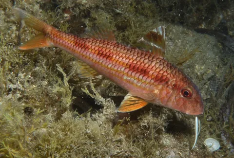 Surmullet — (c) Julien Renoult, some rights reserved (CC BY) / Wikimedia Commons / CC BY 4.0