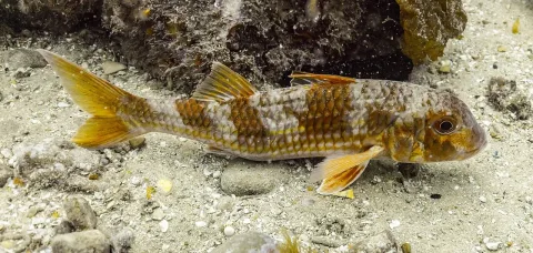 Surmullet — Diego Delso / Wikimedia Commons / CC BY-SA 4.0