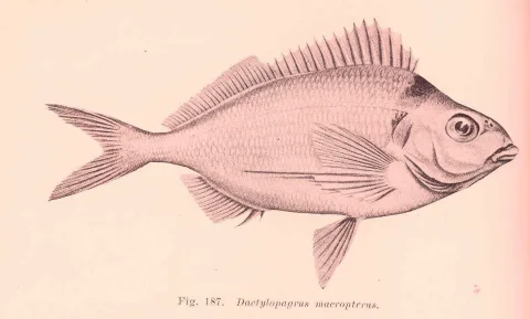 Tarakihi — Edgar Ravenswood Waite / Wikimedia Commons / Public domain