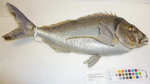 Tarakihi — Tom Trnski / Wikimedia Commons / CC BY 4.0