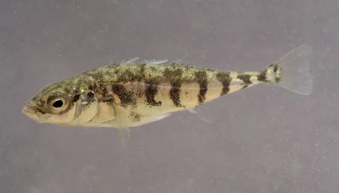 Three-spined stickleback — Holger Krisp / Wikimedia Commons / CC BY 4.0