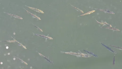 Three-spined stickleback — Ryan Hodnett / Wikimedia Commons / CC BY-SA 4.0