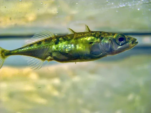 Three-spined stickleback — JaySo83 / Wikimedia Commons / CC BY-SA 3.0