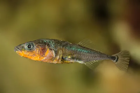 Three-spined stickleback — Gilles San Martin / Wikimedia Commons / CC BY-SA 2.0