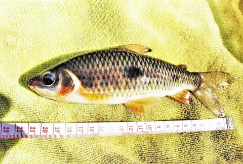 Threespot leporinus — Gerry van Tonder / Wikimedia Commons / CC BY 4.0
