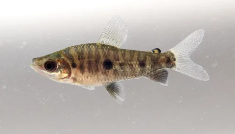 Threespot leporinus — Clinton &amp; Charles Robertson / Wikimedia Commons / CC BY 2.0