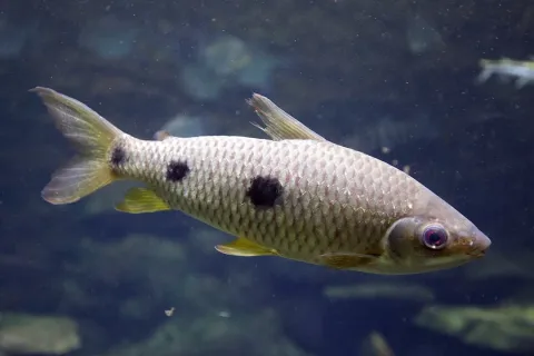 Threespot leporinus — This illustration was made by Citron
You must credit this : Citron / CC-BY-SA-3.0 / Wikimedia Commons / CC BY-SA 3.0