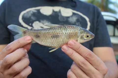 Threespot leporinus — Douglas Lopes / Wikimedia Commons / CC BY 4.0
