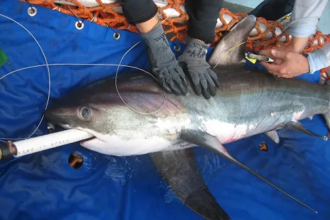 Thresher — SWFSC Large Pelagics Program / Wikimedia Commons / Public domain
