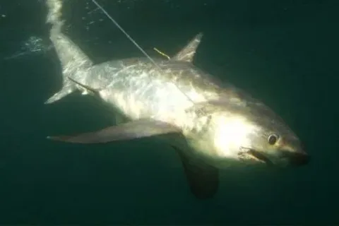 Thresher — NOAA/PIER / Wikimedia Commons / Public domain