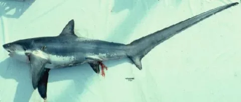 Thresher — NOAA Fisheries Apex Predators Investigation / Wikimedia Commons / Public domain