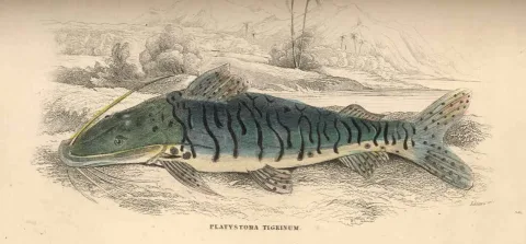 Tiger sorubim — Robert Hermann Schomburgk / Wikimedia Commons / Public domain