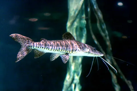 Tiger sorubim — Lerdsuwa / Wikimedia Commons / CC BY-SA 3.0