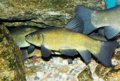 Tench — Karelj / Wikimedia Commons / Public domain