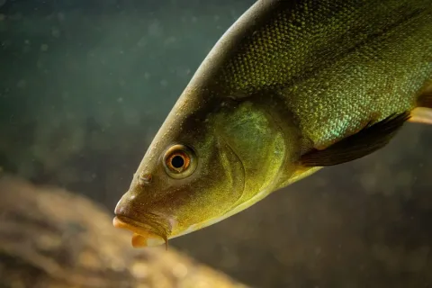 Tench — Mattia Nocciola / Wikimedia Commons / CC BY-SA 4.0