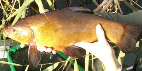 Tench — Piet Spaans / Wikimedia Commons / CC BY-SA 2.5