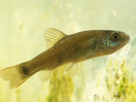 Tench — Viridiflavus / Wikimedia Commons / CC BY 2.5