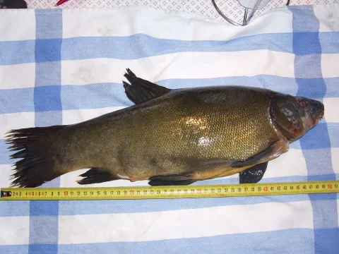 Tench — Opalaisen at fi.wikipedia / Wikimedia Commons / Public domain