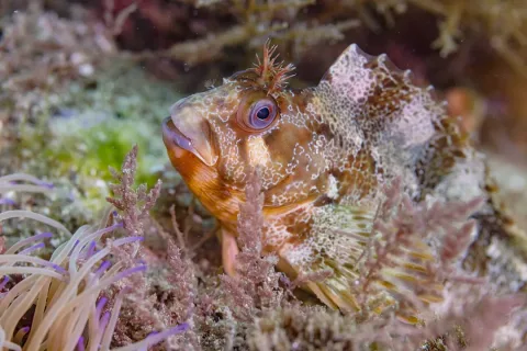 Tompot blenny — Diego Delso / Wikimedia Commons / CC BY-SA 4.0