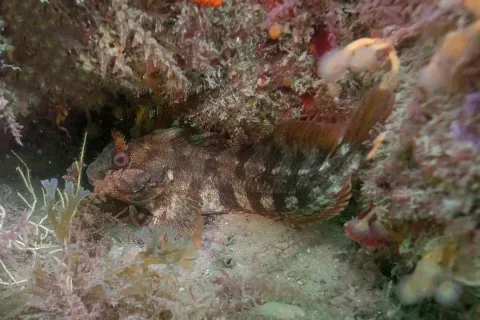 Tompot blenny — Diego Delso / Wikimedia Commons / CC BY-SA 4.0