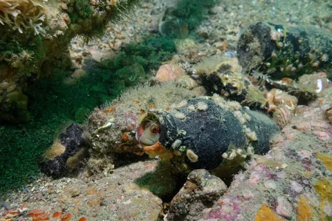 Tompot blenny — Olivier Dugornay / Wikimedia Commons / CC BY 4.0