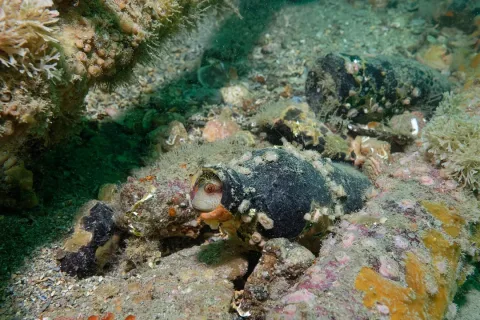 Tompot blenny — Olivier Dugornay / Wikimedia Commons / CC BY 4.0
