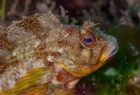 Tompot blenny — Diego Delso / Wikimedia Commons / CC BY-SA 4.0