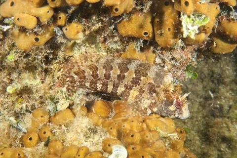 Tompot blenny — jujurenoult / Wikimedia Commons / CC BY 4.0