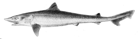 Tope shark — AnonymousUnknown author / Wikimedia Commons / Public domain