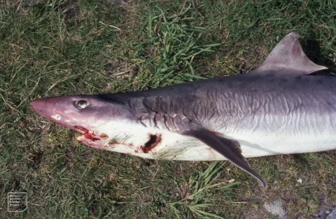Tope shark — Dr Mary Gillham Archive Project / Wikimedia Commons / CC BY 2.0
