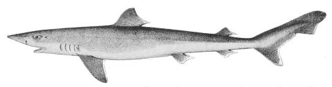 Tope shark — Wikimedia Commons / Public domain