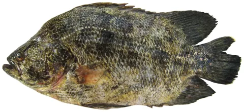 Tripletail — Williams, J. T.; Carpenter, K. E.; Van Tassell, J. L.; Hoetjes, P.; Toller, W.; Etnoyer, P.; Smith, M. / Wikimedia Commons / CC BY 2.5