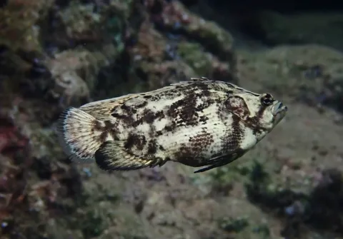 Tripletail — Sönke Bonde / Wikimedia Commons / CC0