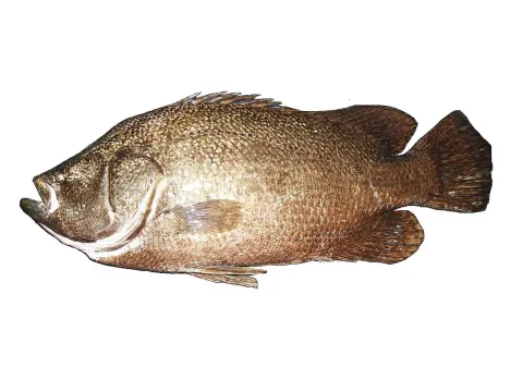 Tripletail — Hugues Evano (IFREMER, Délégation océan Indien (DOI), Département Ressources Biologiques et Environnement (RBE), F-97420 / Wikimedia Commons / CC BY 4.0